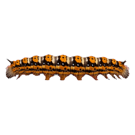 caterpillar
