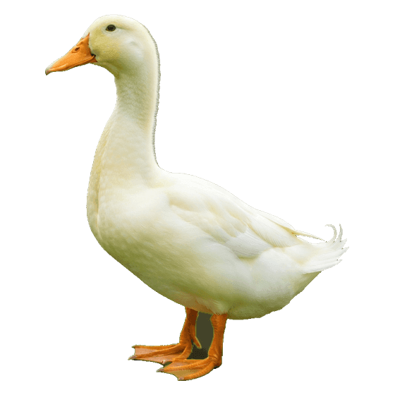 duck