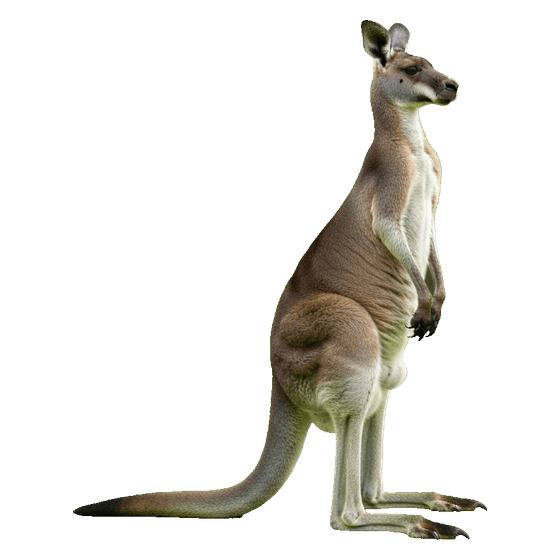 kangaroo