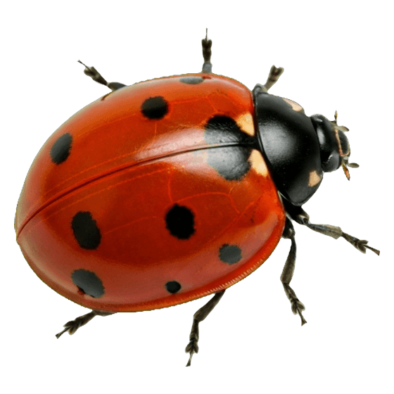a ladybird