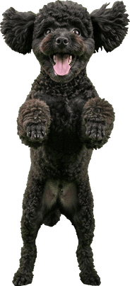 Maggie, a small black poodle, standing on her back legs and cheering