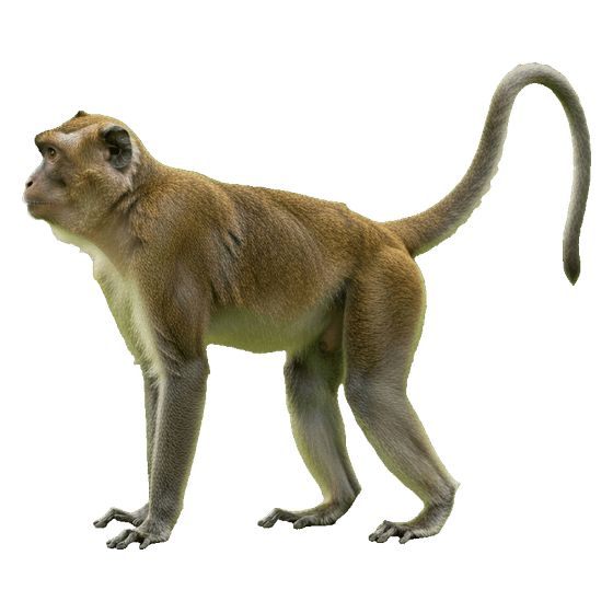 monkey