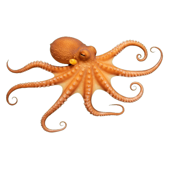 octopus