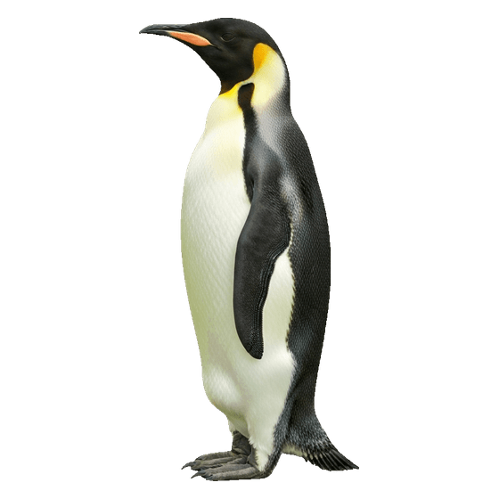 penguin