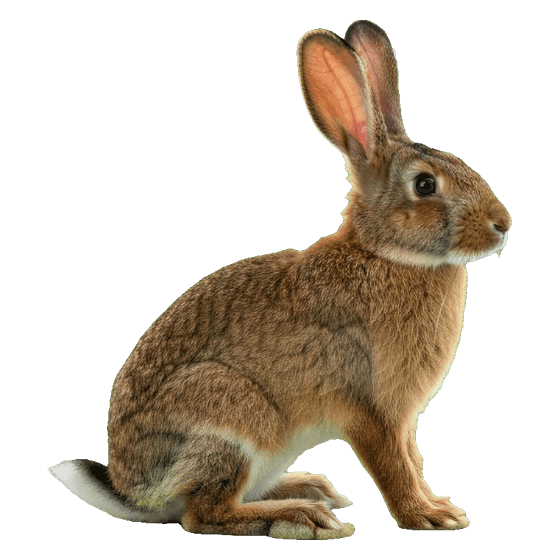 rabbit