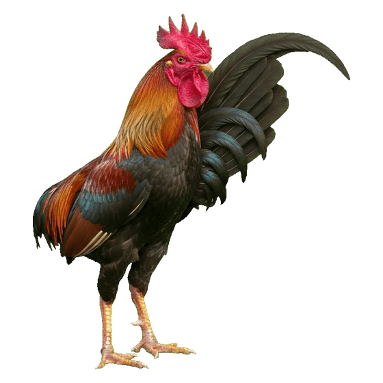 rooster