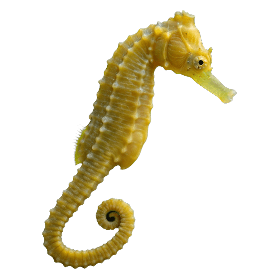 seahorse