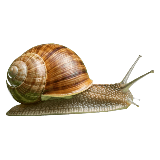 snail