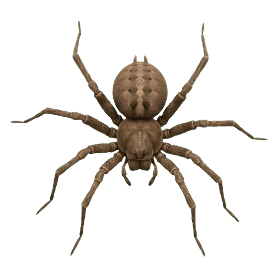 spider