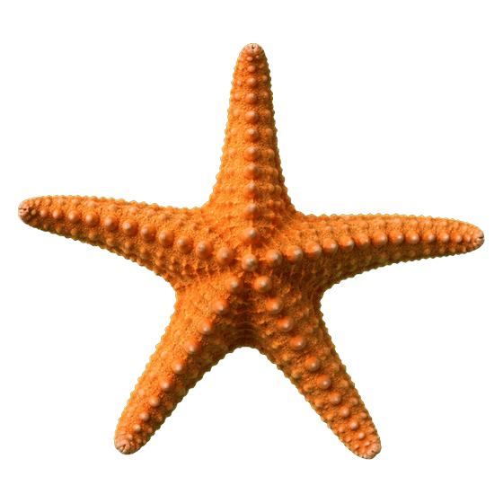 starfish