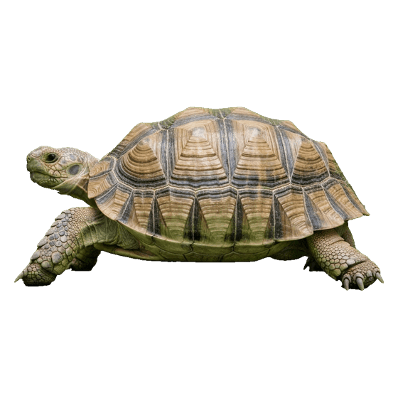 tortoise